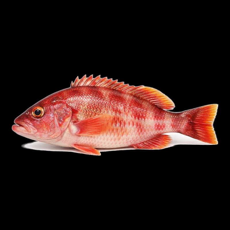 Amigo, Fresh Whole Vielle Rouge, ~500g