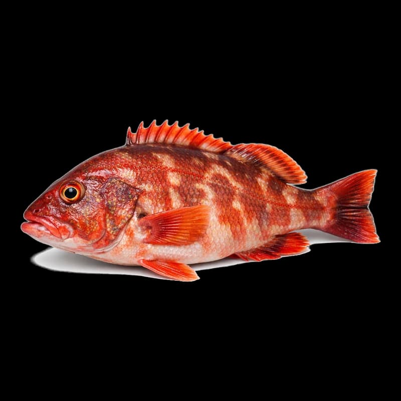 Amigo, Fresh Whole Vielle Rouge, ~800g