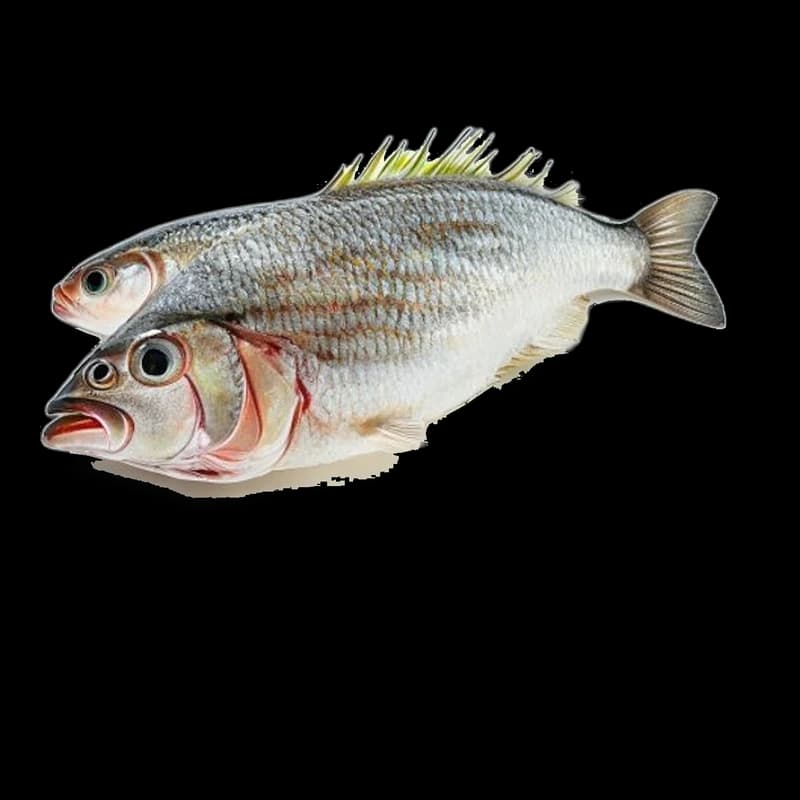 Anchois de Grece, 1Kg