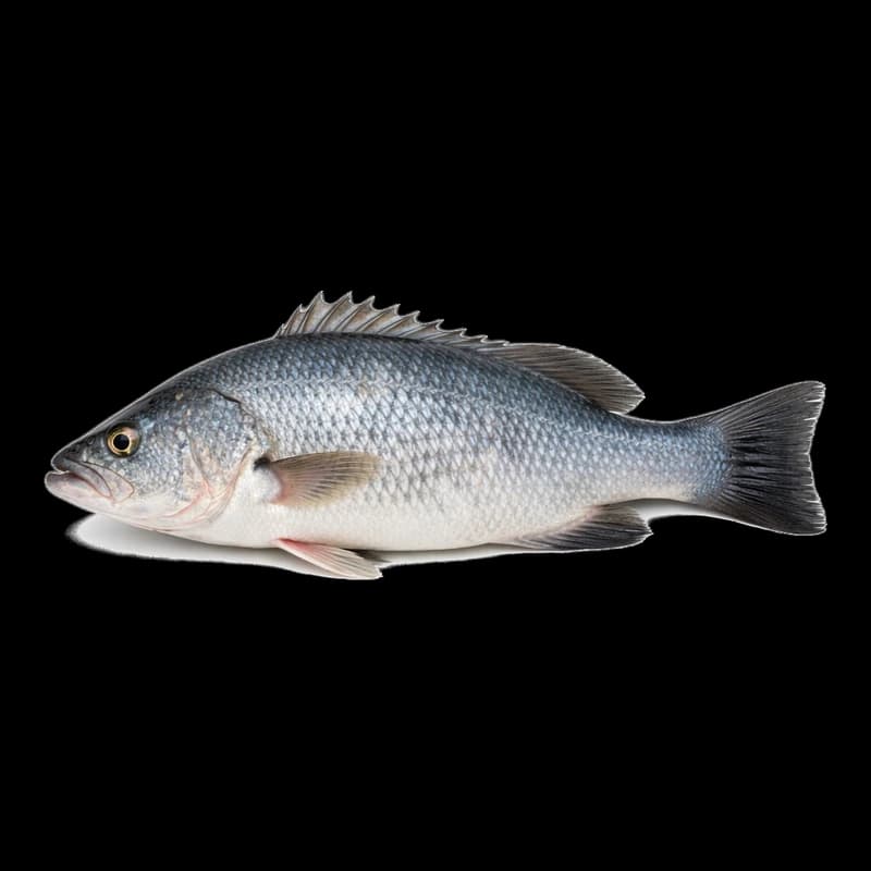 Amigo, Fresh Whole Capitaine Bleue, ~1kg