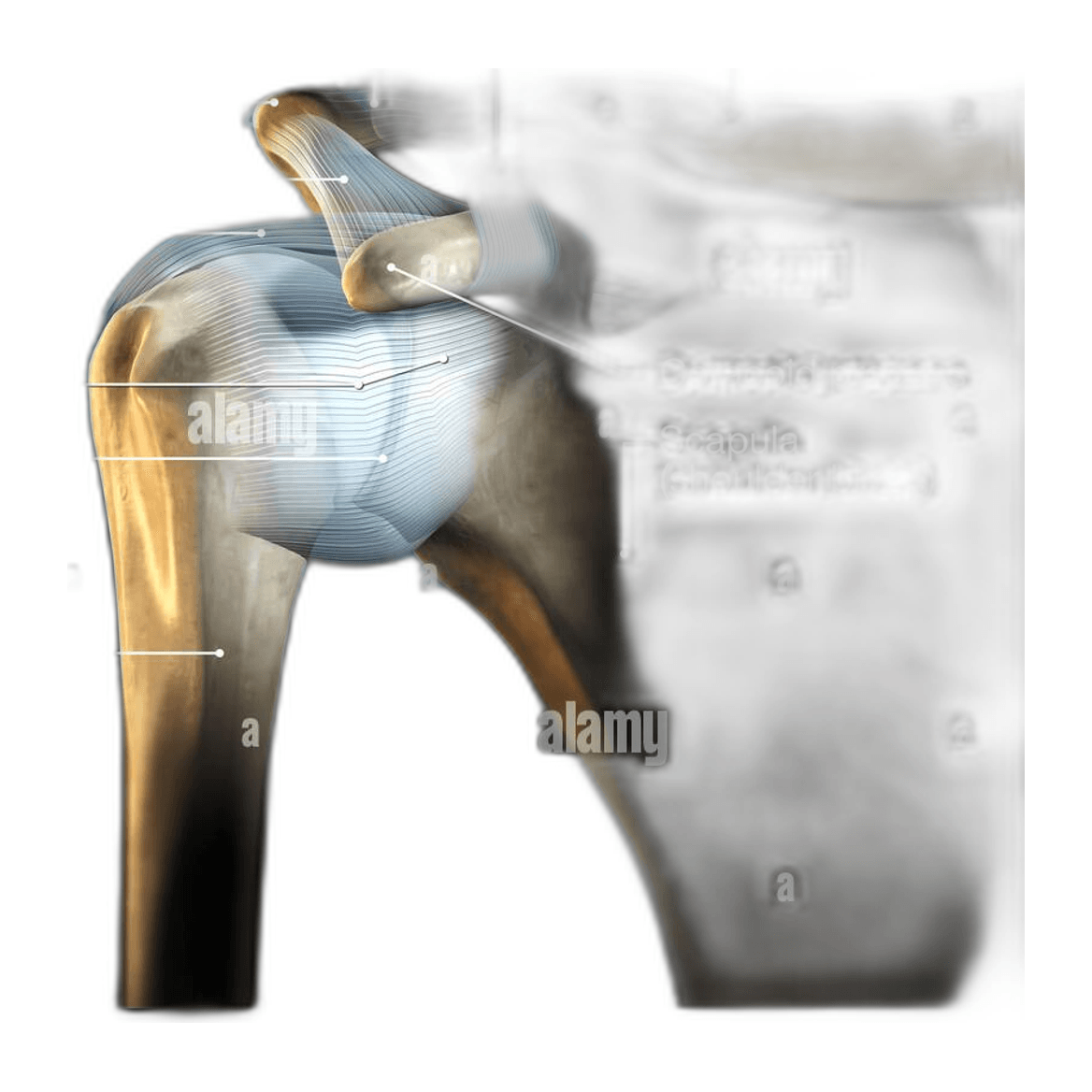 Australian, Bone In Shoulder / Epaule Avec Os, 2.4