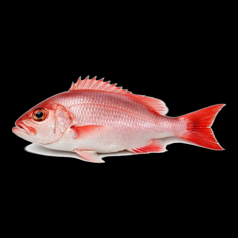 Amigo, Fresh Whole Sacrechien, ~600g